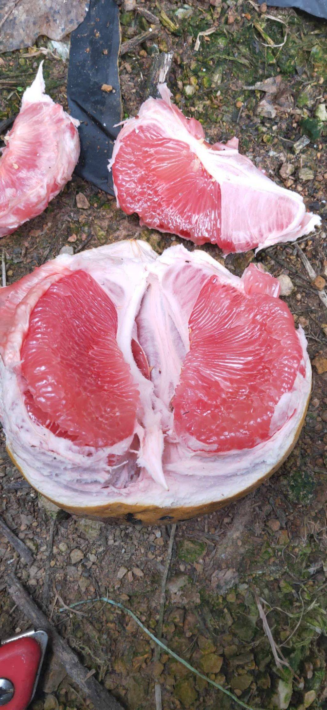  來了！柚子微商微信“田地龜裂”-第1張圖片-車53網