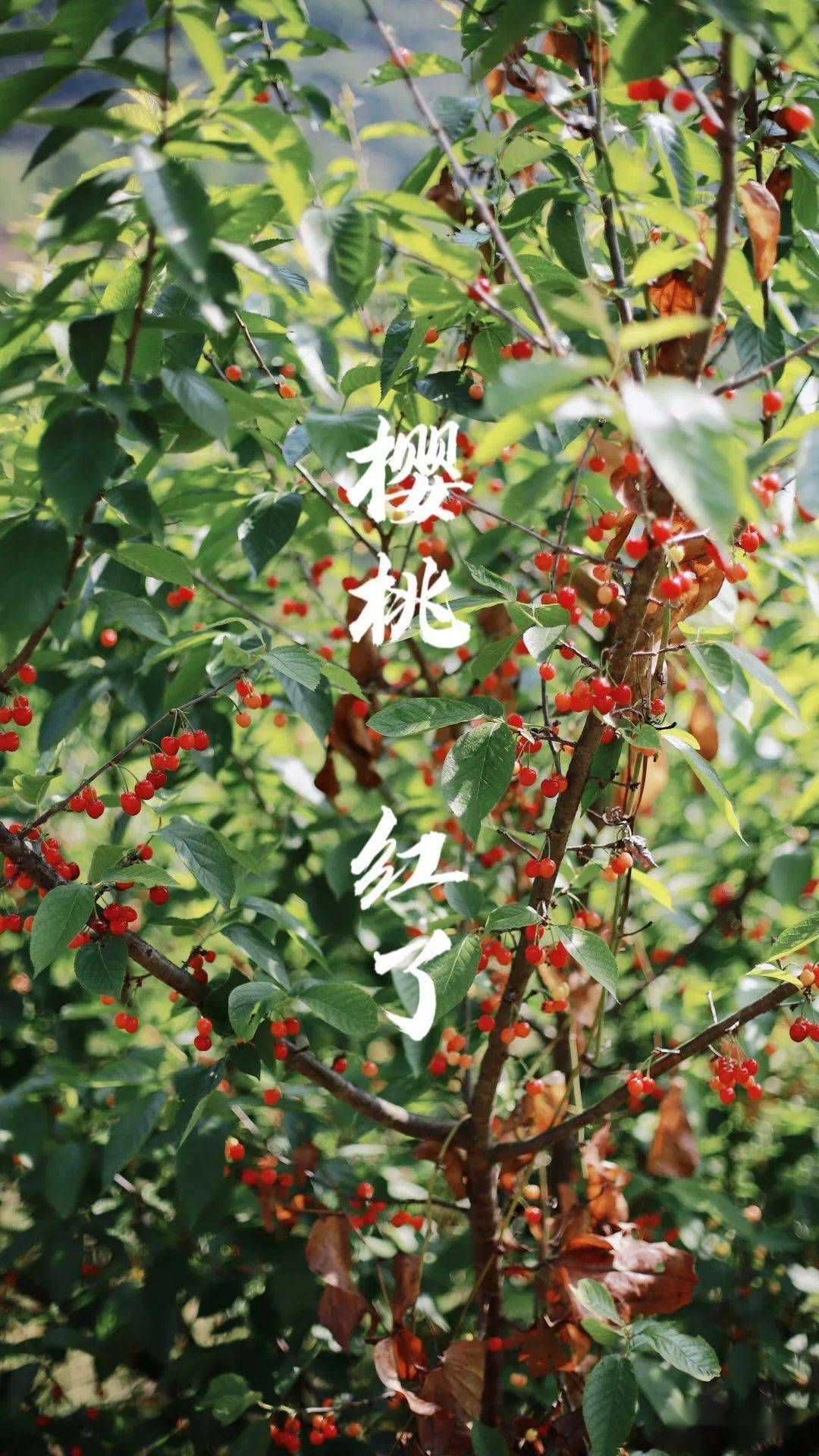 關于果香四溢！柚子煙彈櫻桃口味讓人陶醉的信息-第2張圖片-電子煙煙油論壇