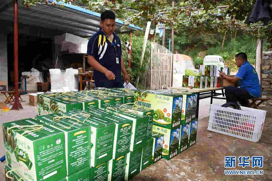 （經濟）（4）小小獼猴桃成鄉村振興“致富果”