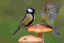 太萌了！兩山雀站在蘑菇上為爭奪食物開戰近日，拍攝于英國的一組照片在網絡上走紅。圖片中，兩只站在蘑菇上的山雀因爭奪食物展開“決斗”。兩只一大一小的山雀像角斗士一樣面對面站在蘑菇上，看起來似乎在嘗試著把對方從蘑菇上推下去?！驹敿殹?國際新聞｜國際熱圖