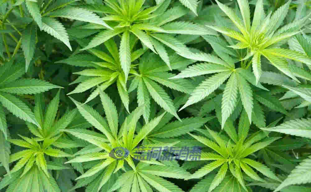 為發展工業大麻，韓國成立自由特區，又投資390億韓元開發大麻CBD藥物 