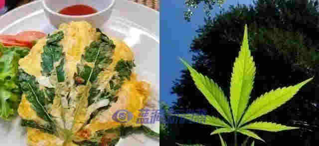 泰國專家稱：到2025年，大麻可為泰國制藥業創造80億泰銖的收入 