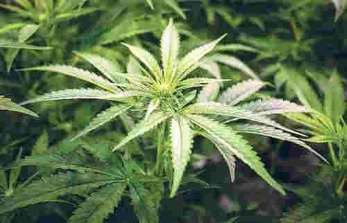 電子煙變身毒品？！警惕披著電子煙外衣的毒品 