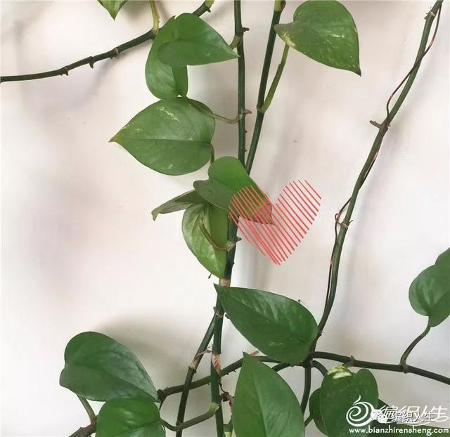 yooz電子煙漸變粉_yooz二代煙桿顏色漸變